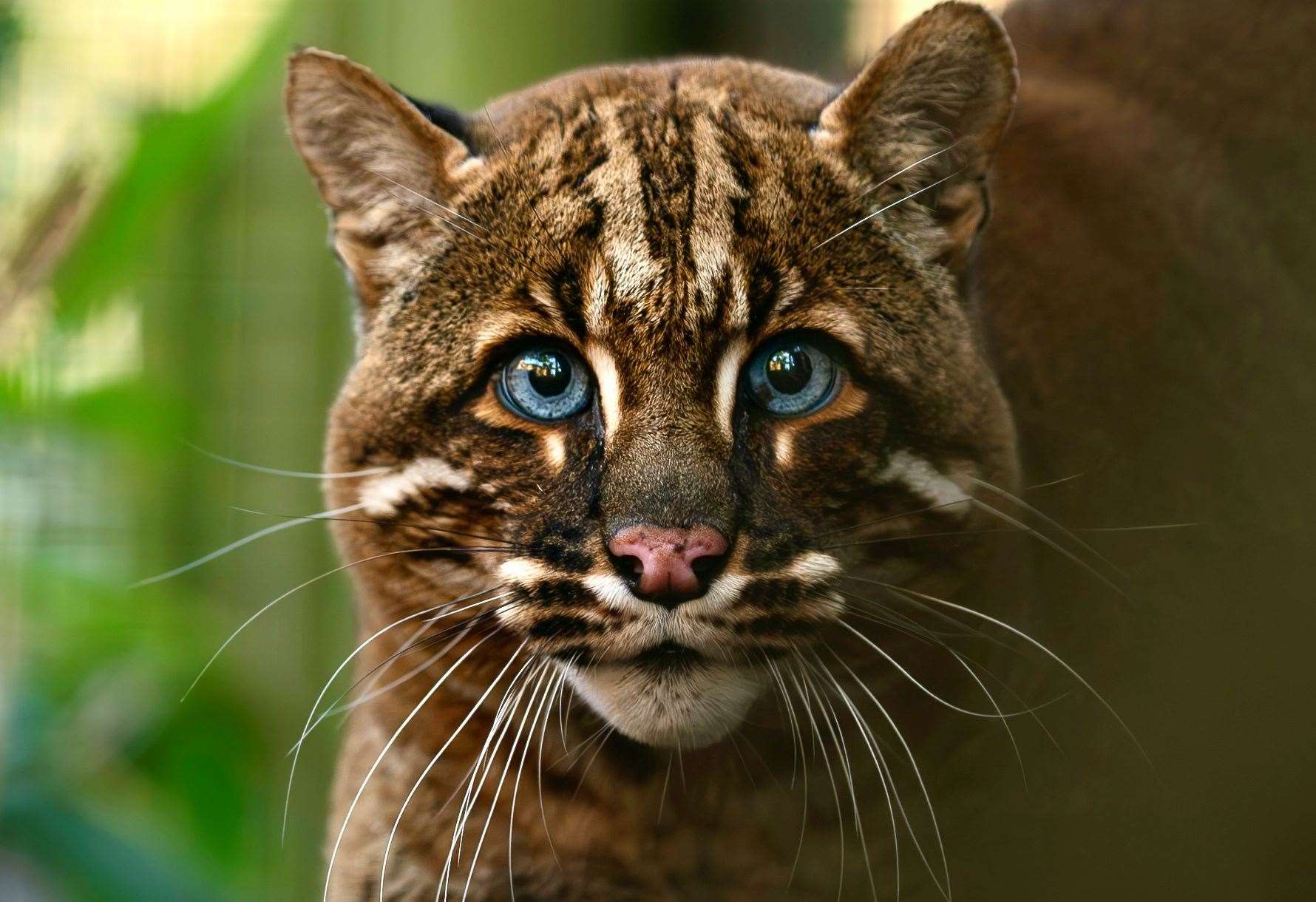 Two big cats previously under care of ‘UK Tiger King’ Terrence Moore make Smarden’s Big Animal Sanctuary in Kent their new home