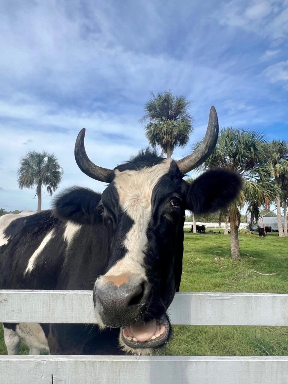 Shell Factory animals find new 'forever homes' in Bonita Springs, North Fort Myers