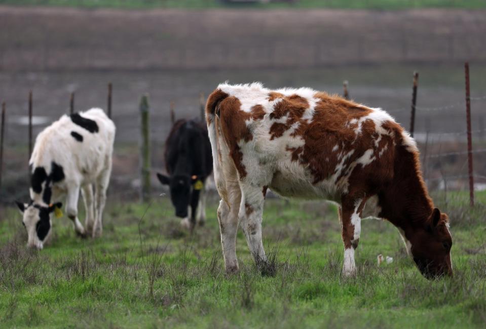 Biden ramps up bird flu spending as scientists fret about H5N1 response. Here’s what to know