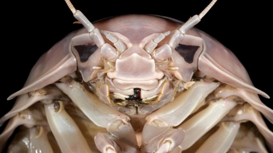 Massive new bug species found — and it’s so horrifying, it’s been named after Darth Vader