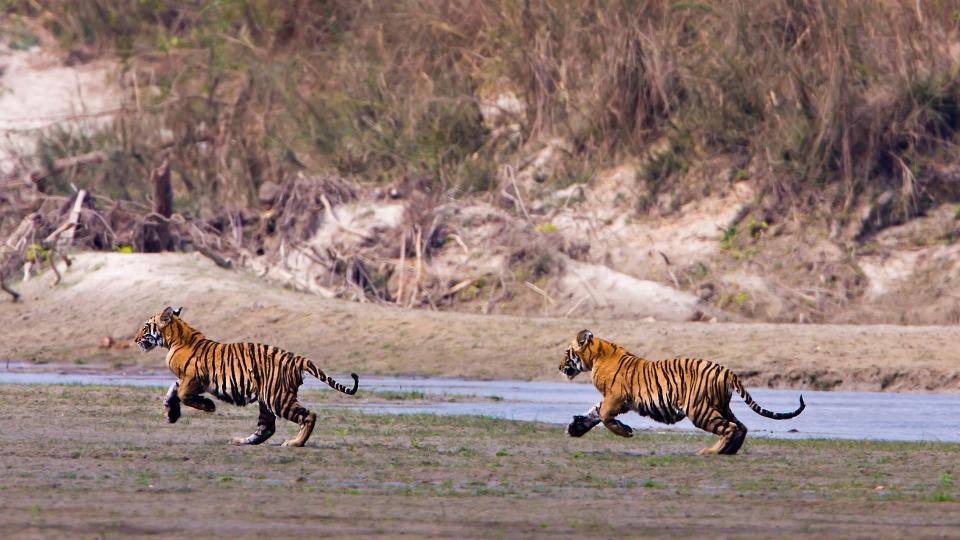 Nepal's leader says it has too many tigers. Does it?