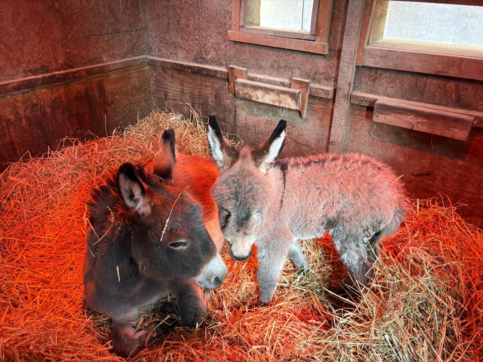 Miniature donkey born to mom Hazel at the Utica Zoo