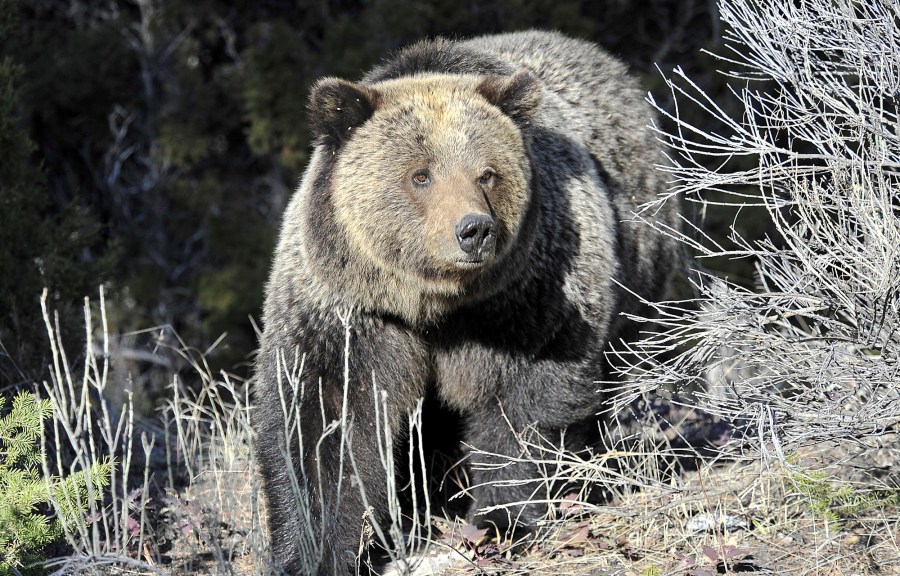 US will keep protecting more than 2,000 Rocky Mountain grizzly bears