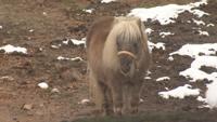 Local horse farm shares how it handles snow and hopes for future | News