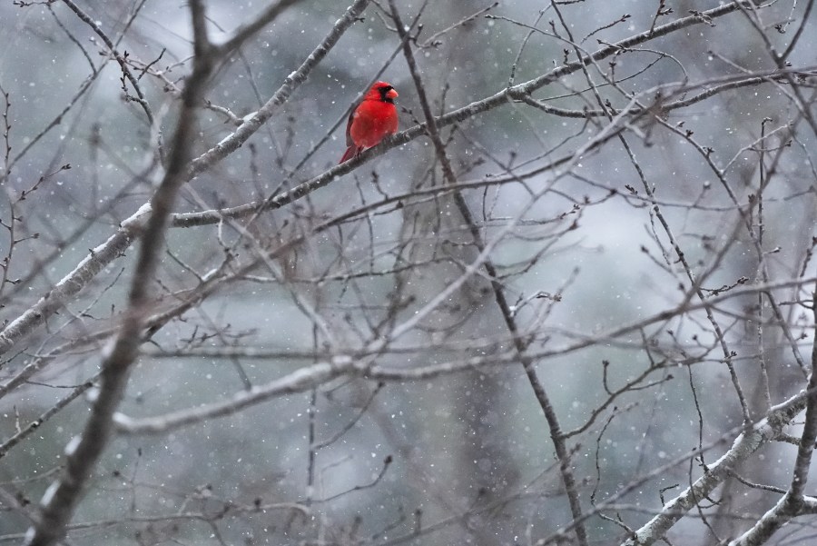 Extreme cold and snow across the South isn't a threat to most native plants and animals, experts say