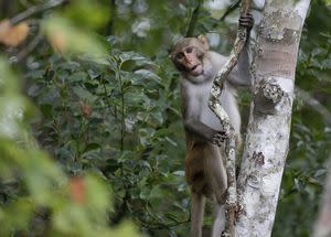 43 monkeys returned to research facility after escaping 3 months ago