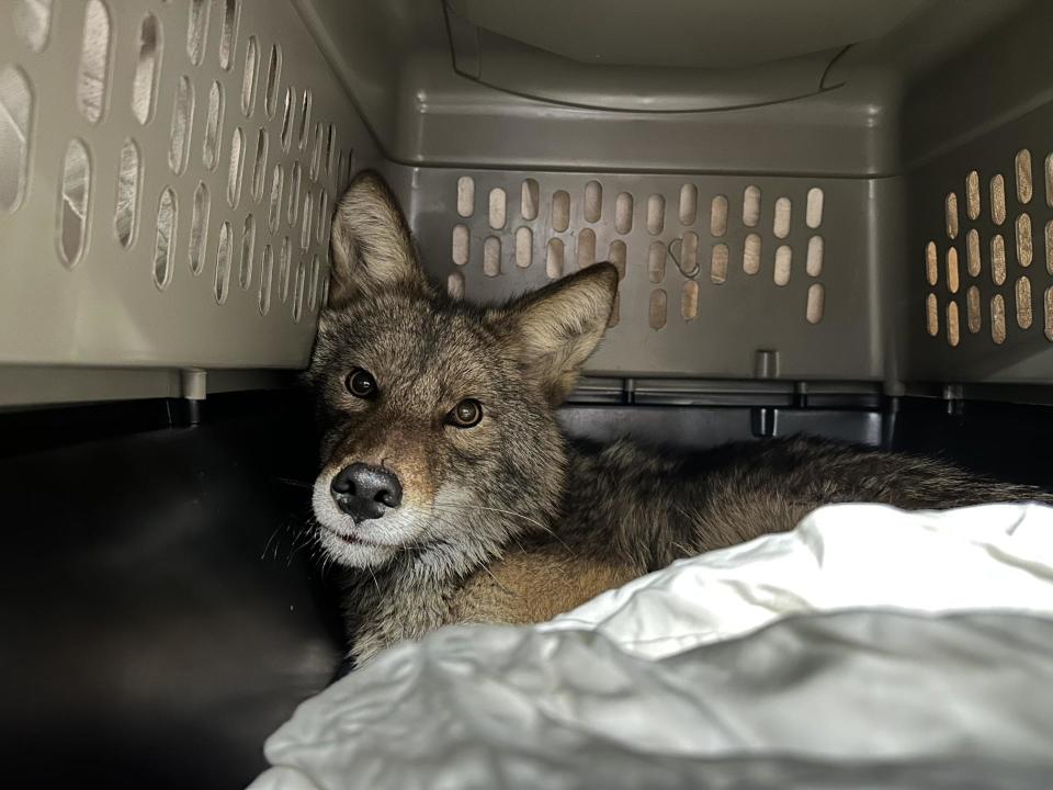 Video shows live coyote being pulled from Chicago Aldi refrigerator