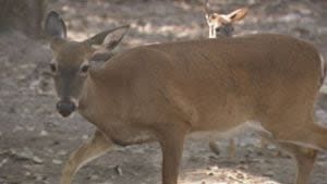 State wildlife officials taking precautions now that ‘zombie deer disease’ has been found in GA