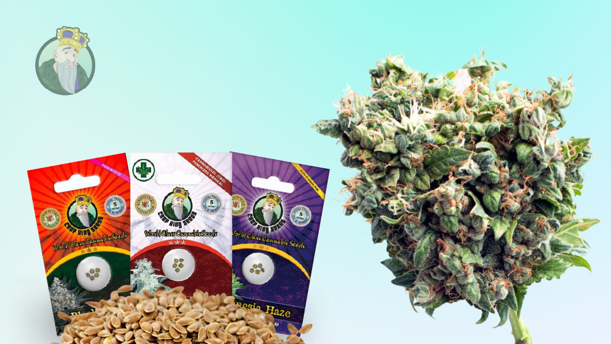 to Buy Cannabis Seeds Legally & Safely (US Shipping) in 2025