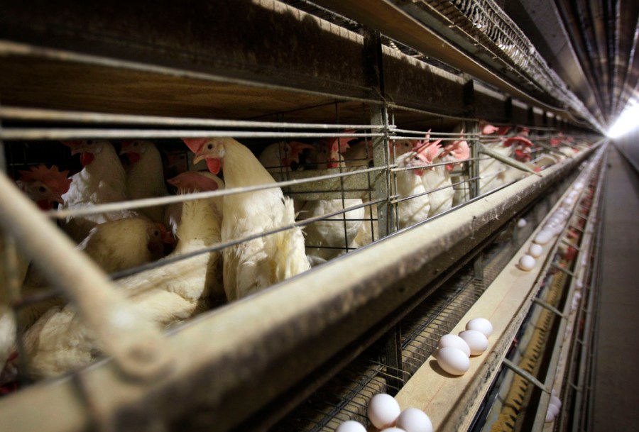 Poultry, dairy cattle banned from exhibition at fairs due to bird flu