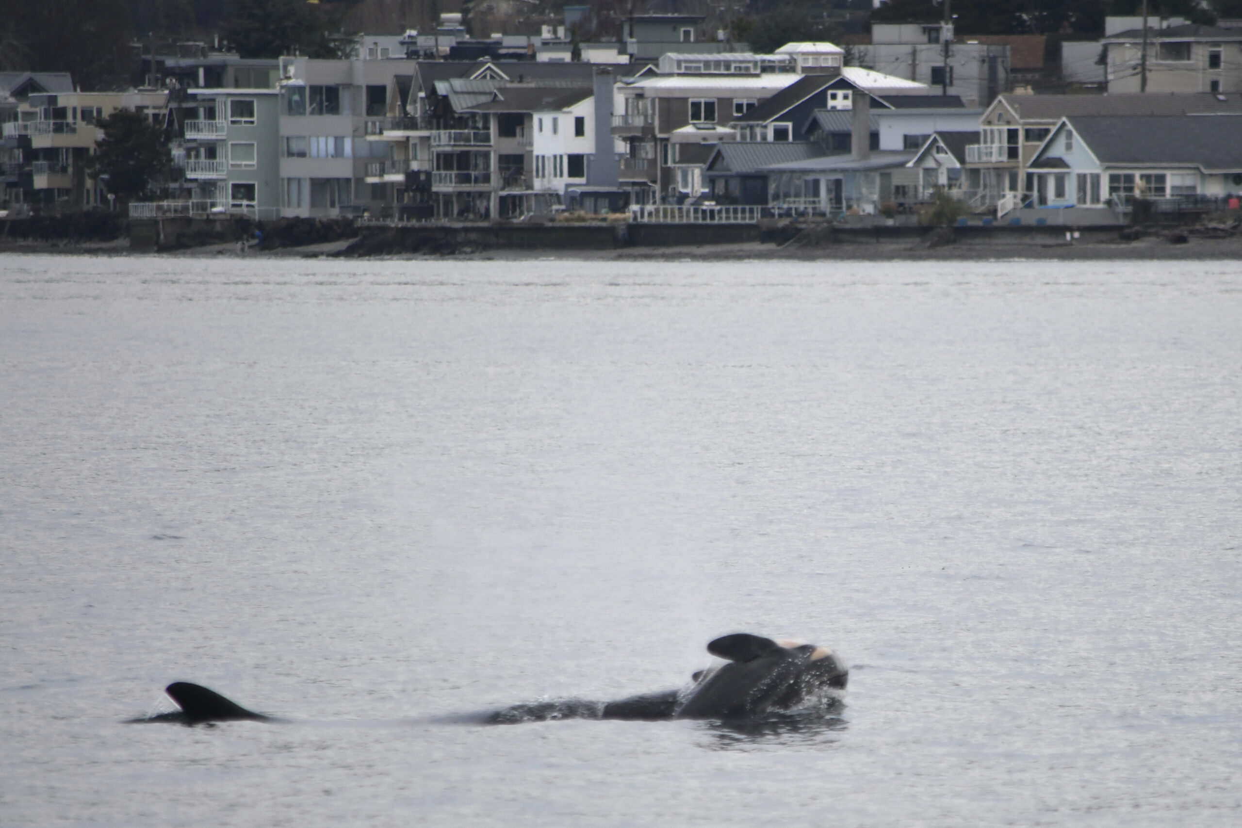 An orca known as Tahlequah is again carrying a dead calf – NECN