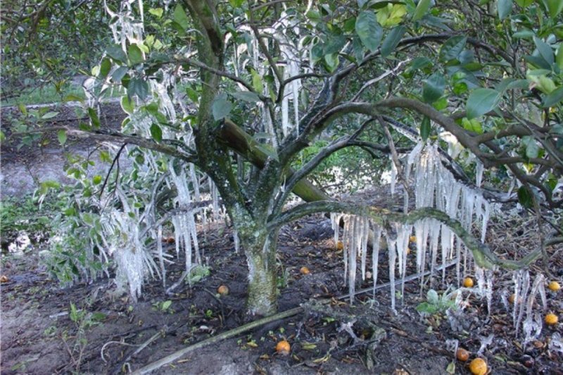 Already stung by reduced crop estimate, Florida citrus industry now faces polar vortex