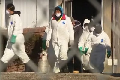 Bird flu forces Long Island, N.Y., farm to kill 100,000 ducks