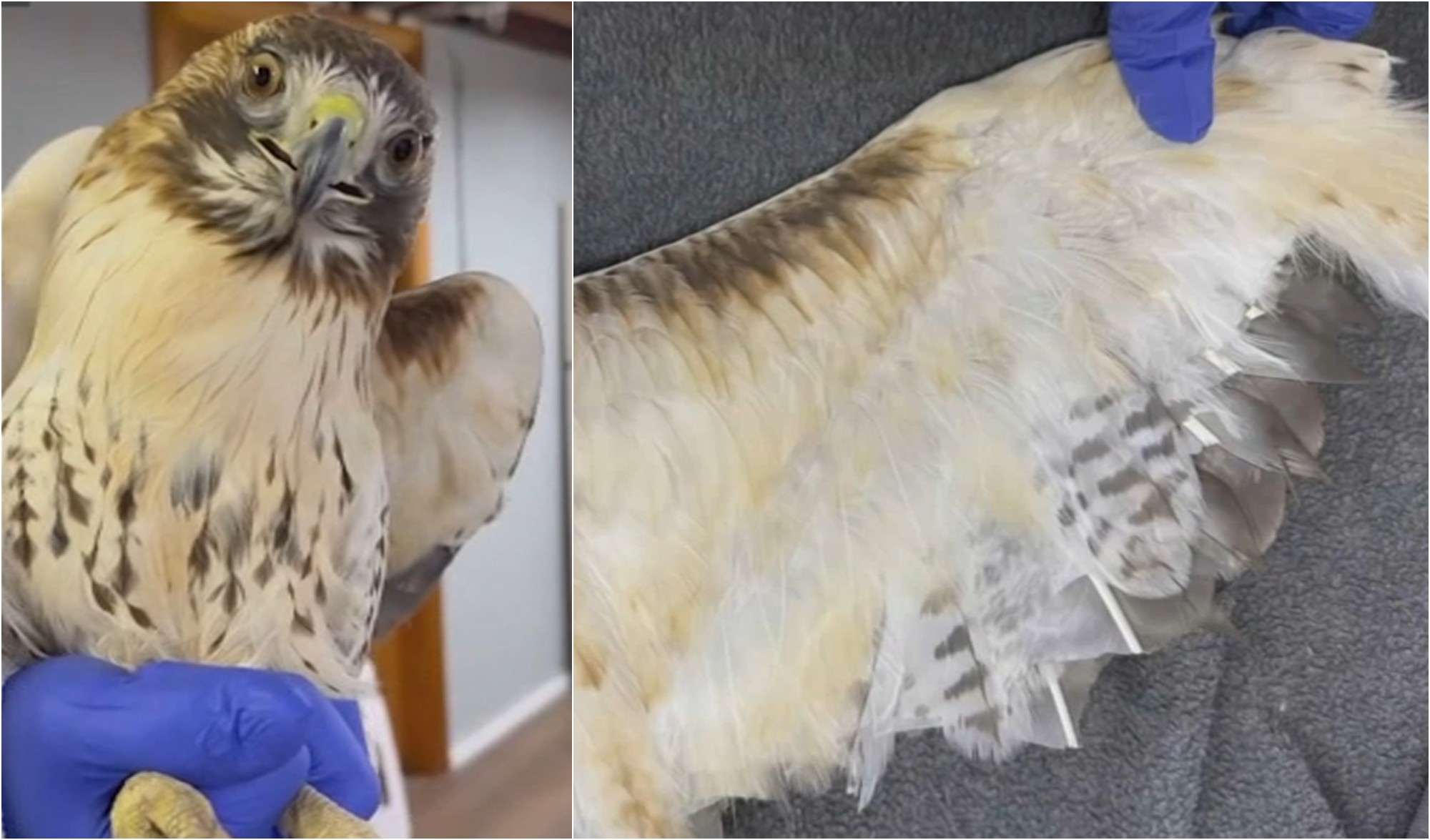 Hawk found unable to fly with tail cut off, feathers sheared – NECN