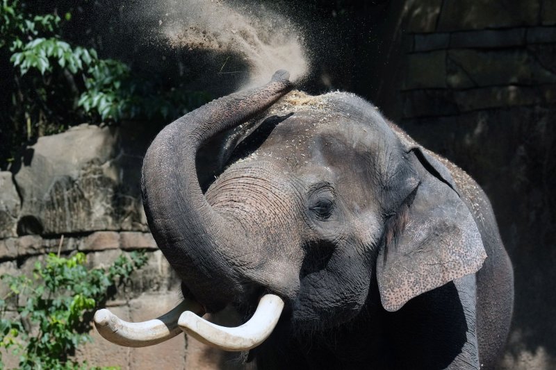 Elephant trainer charged with negligence in death of Spanish student at Thai conservation center