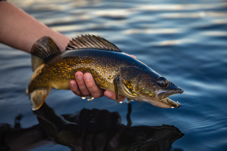 Ohio bill naming walleye the state fish again flops at the Statehouse