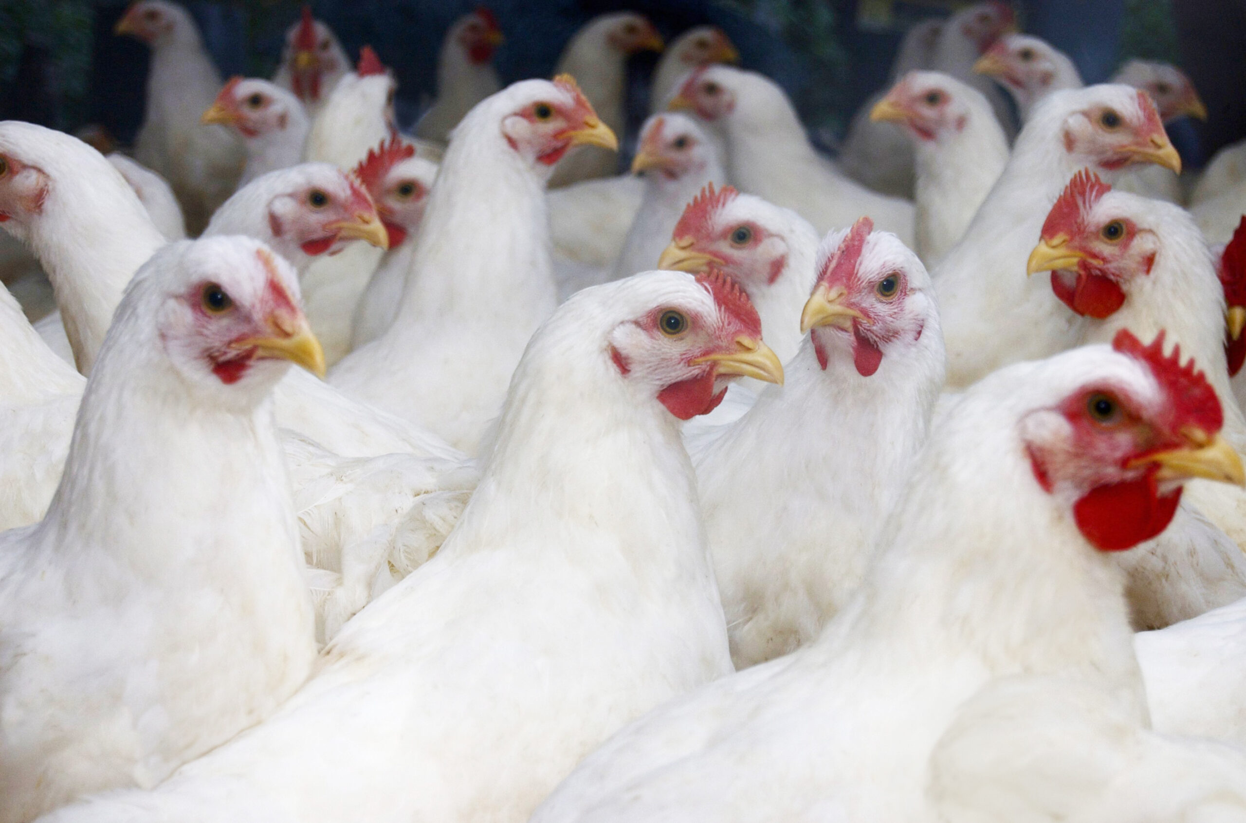 CDC urges faster testing to find human bird flu cases – NECN