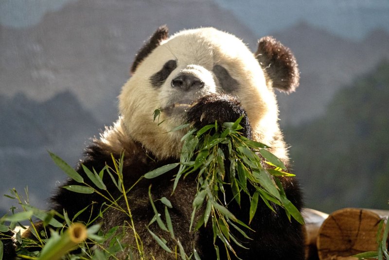 Giant pandas Bao Li and Qing Bao to make Smithsonian National Zoo public debut Jan. 14