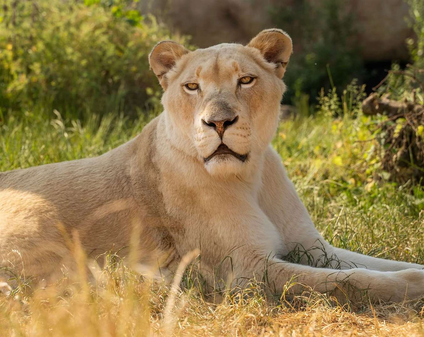 The Big Cat Sanctuary in Smarden welcomes retired lionesses to live out 'golden years' together