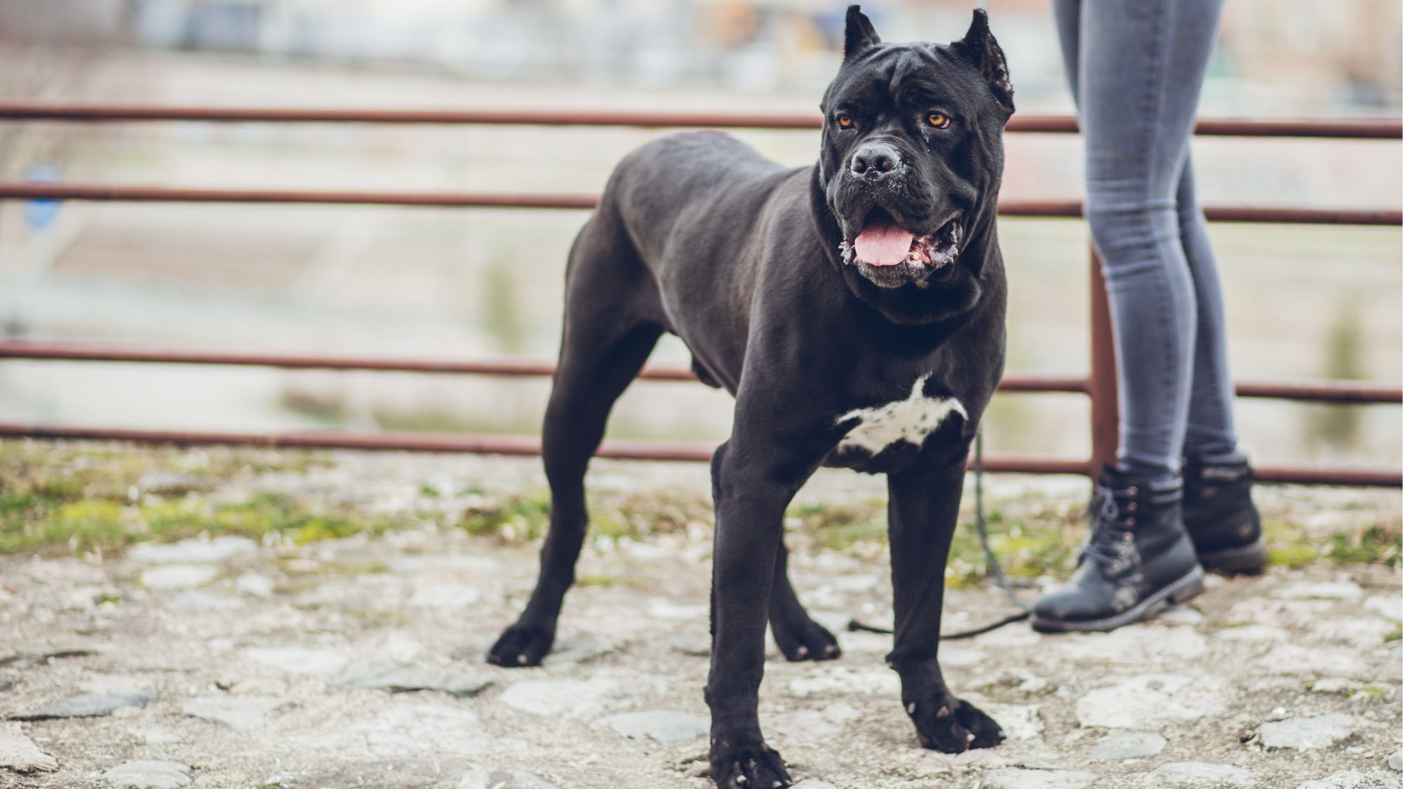 Cane corso: the XL bully alternative becoming UK's status dog