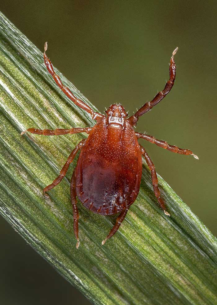 Tick-borne disease found in cattle imported to Kansas 