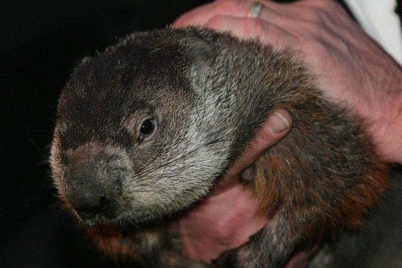 NOAA study ranks groundhogs for weather-predicting accuracy