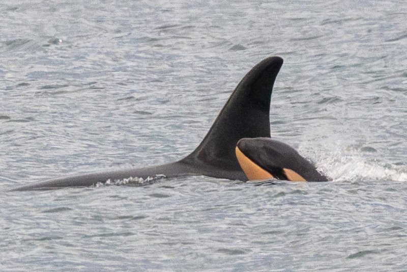 Orca seen carrying dead calf in repeat of scene from 2018