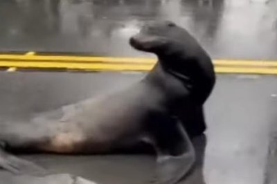 Watch: Rescuers searching for sea lion that repeatedly wandered onto highway