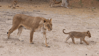 Zimbabwe's walk on the wild side with Yellow Zebra Safaris