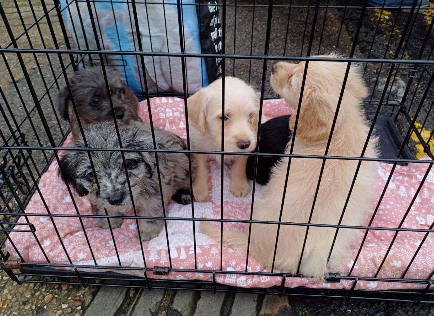 Callous owners ‘left puppies to die in wooden box with lid nailed shut’ in Swanley field