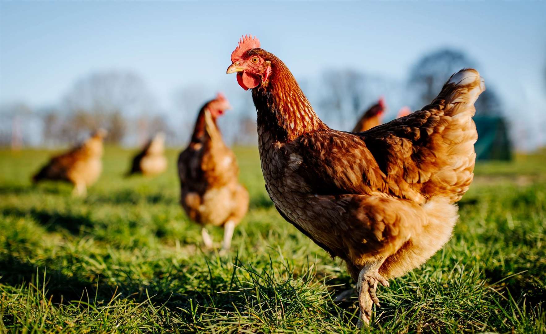 Kent villages placed in surveillance zone after outbreak of bird flu across border in Rye