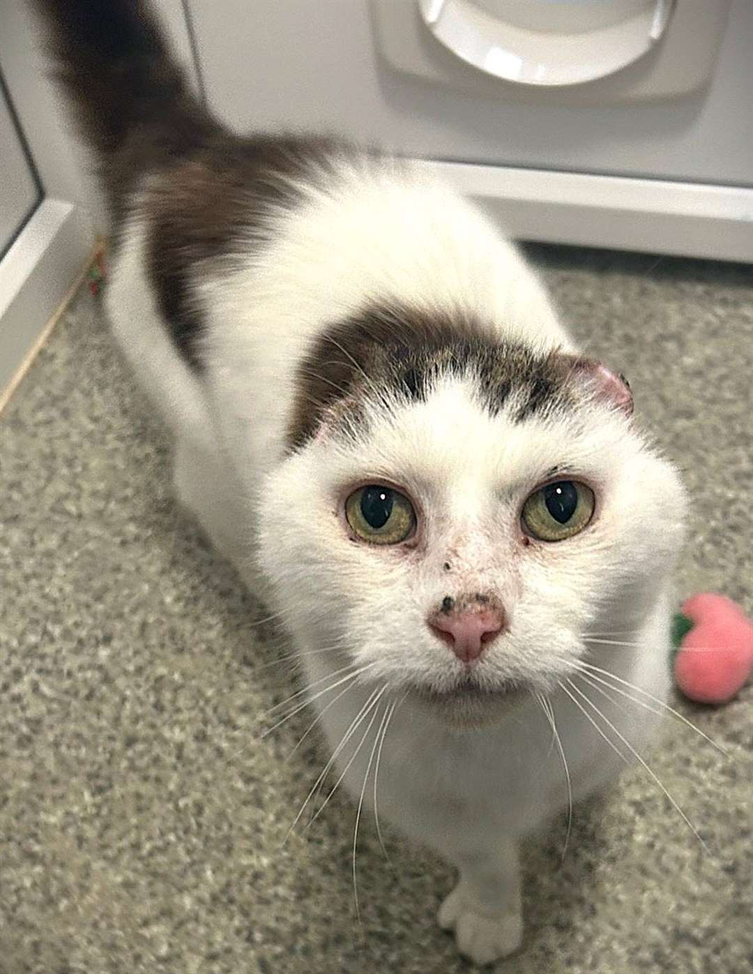 Stray cat being treated at Cats Protection Centre in Bredhurst after having ears amputated over sun cancer warning needs a home