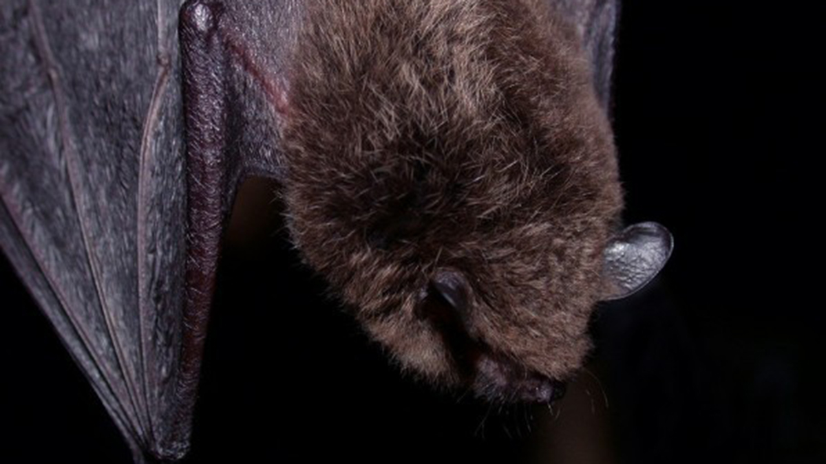 NH elementary school to carry out ‘bat eviction’ – NECN