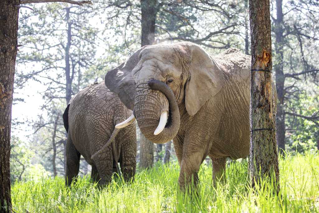 Elephants denied legal rights in Colorado ruling