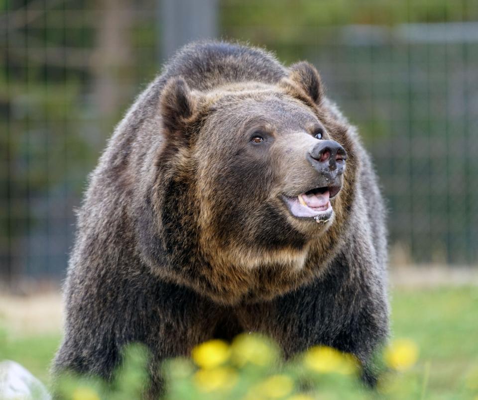 New rule proposes changes to endangered grizzly bear protections. Here's what to know