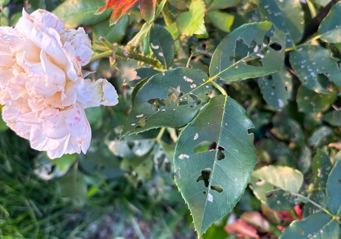 Invasive Japanese beetles found last year in Kamloops for the first time