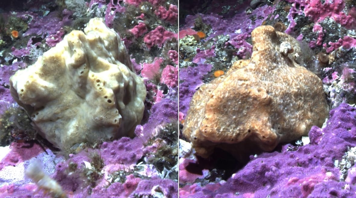 Belinda the surprisingly busy sea sponge takes a whole day to sneeze