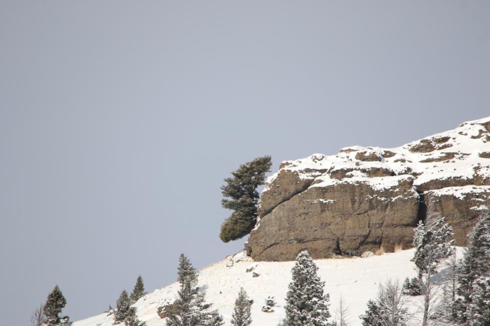 Can you spot the 'moose head' amid the snow in Yellowstone?