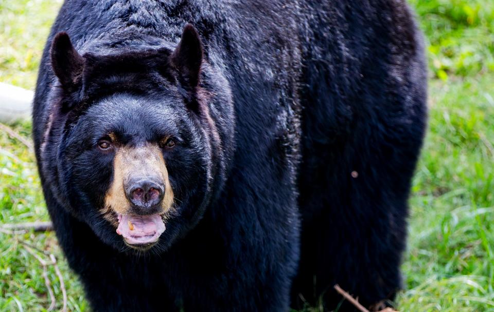 How did Western North Carolina's bears fare during Helene?