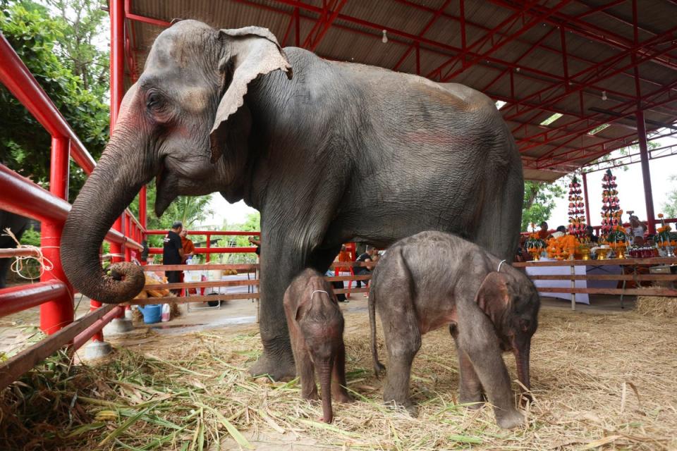 Spanish tourist gored by ‘panic-stricken’ elephant at Thai sanctuary