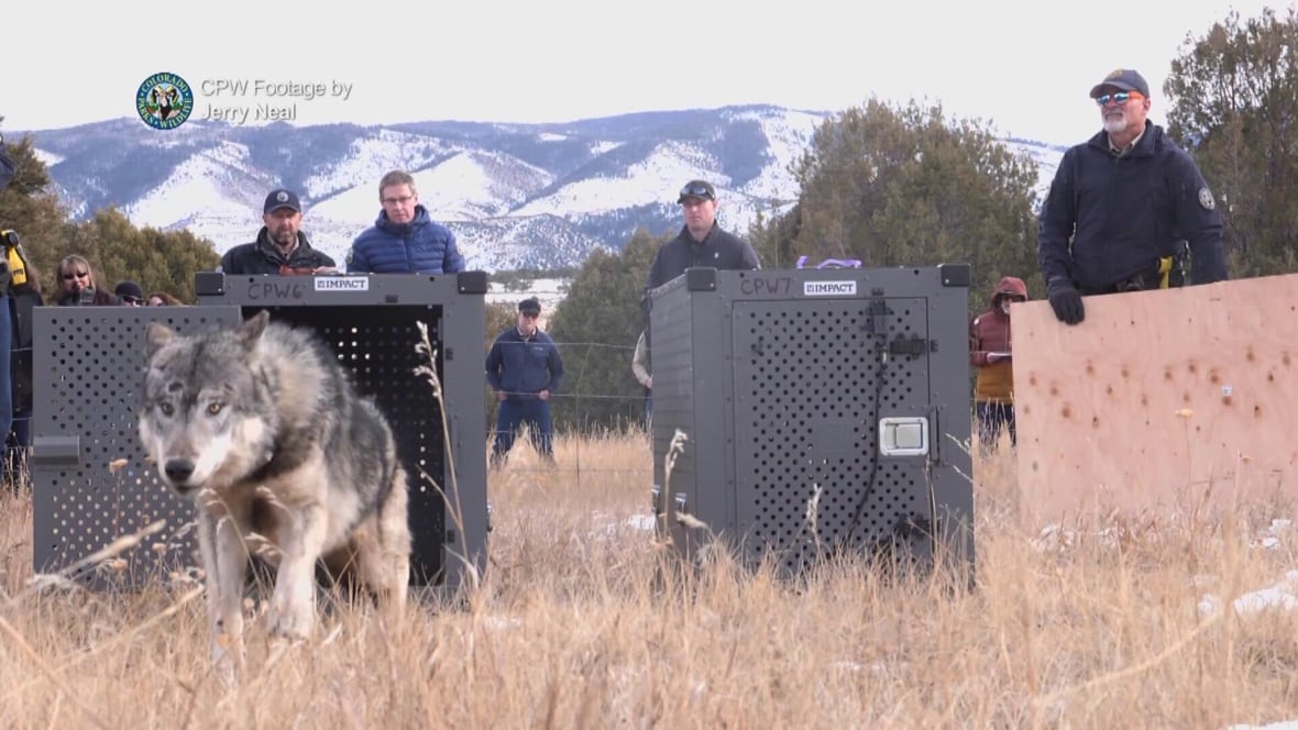 Colorado to capture 15 B.C. wolves to reintroduce the population to the state