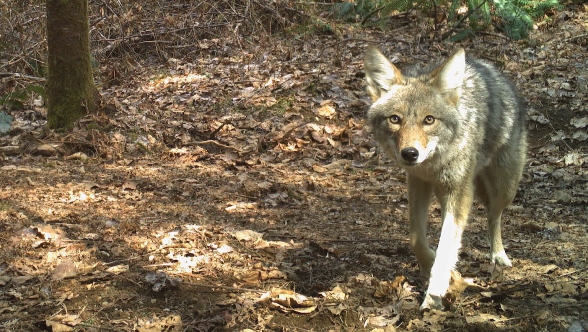 Central Alberta coyote hunt aims to bring predator's population under control