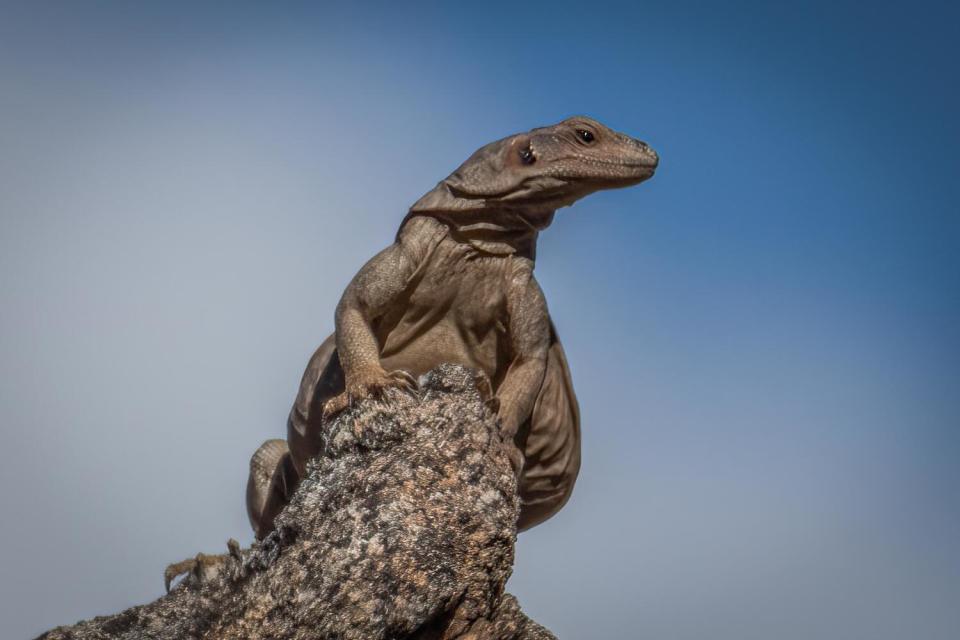 Biden to create new national monuments in California's desert and far north