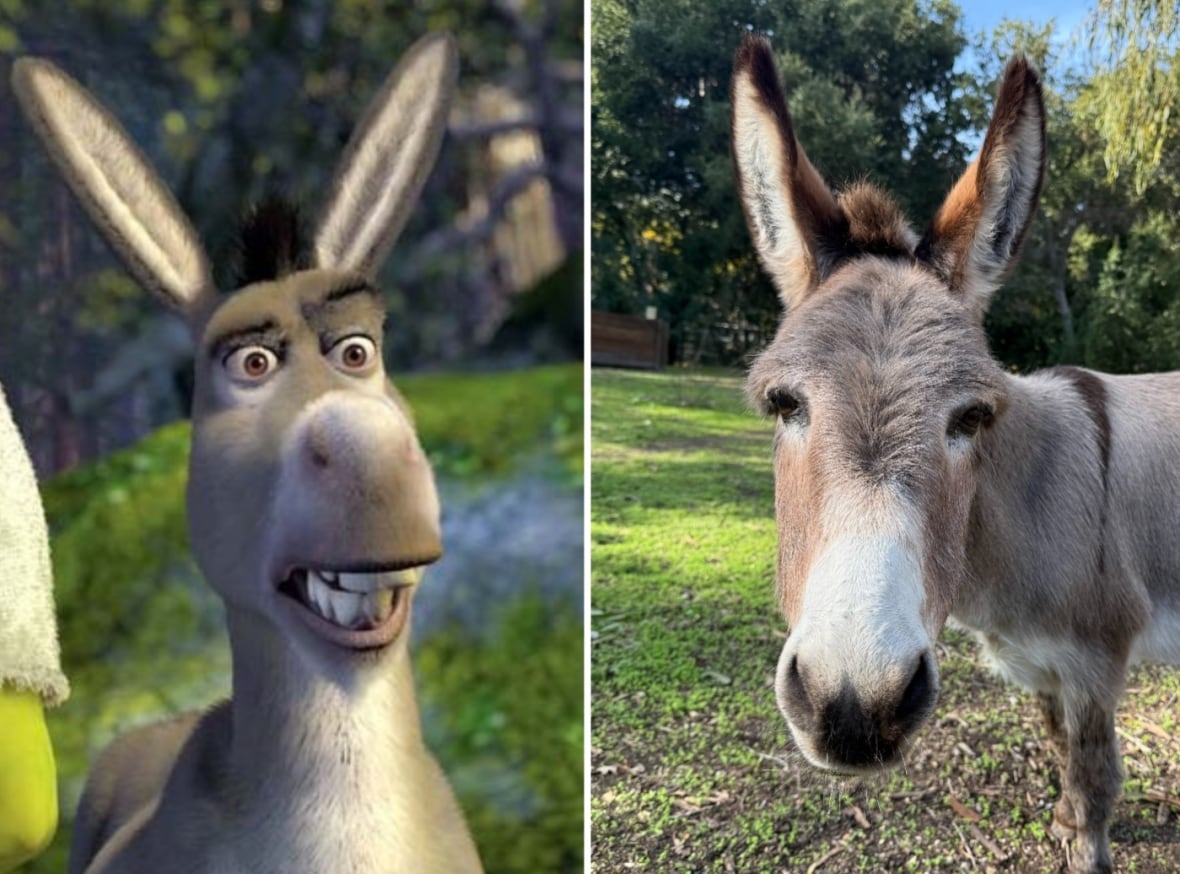 Beloved donkey who was animation model for Shrek has died at the age of 30