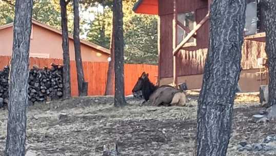 Elk freed from metal stool caught on its neck