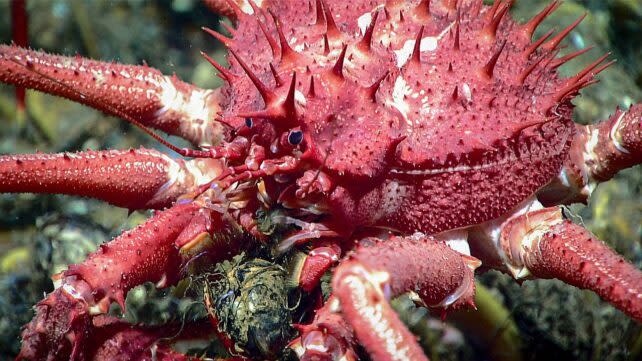 Adorable Baby Crab Stuns The World With Its Spiky Charm