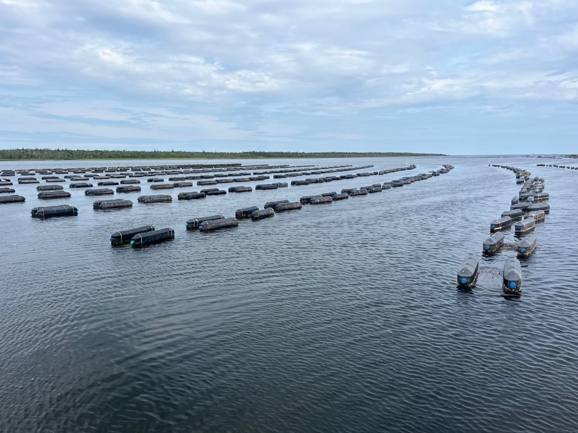 Province reiterates support for Island's oyster industry as it faces MSX crisis