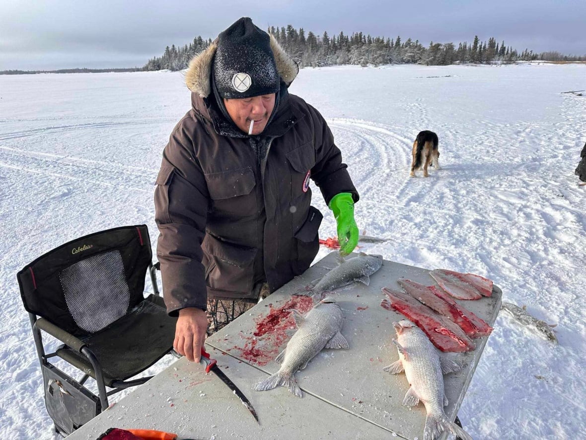 How Indigenous northerners are using traditional harvesting to fight food insecurity