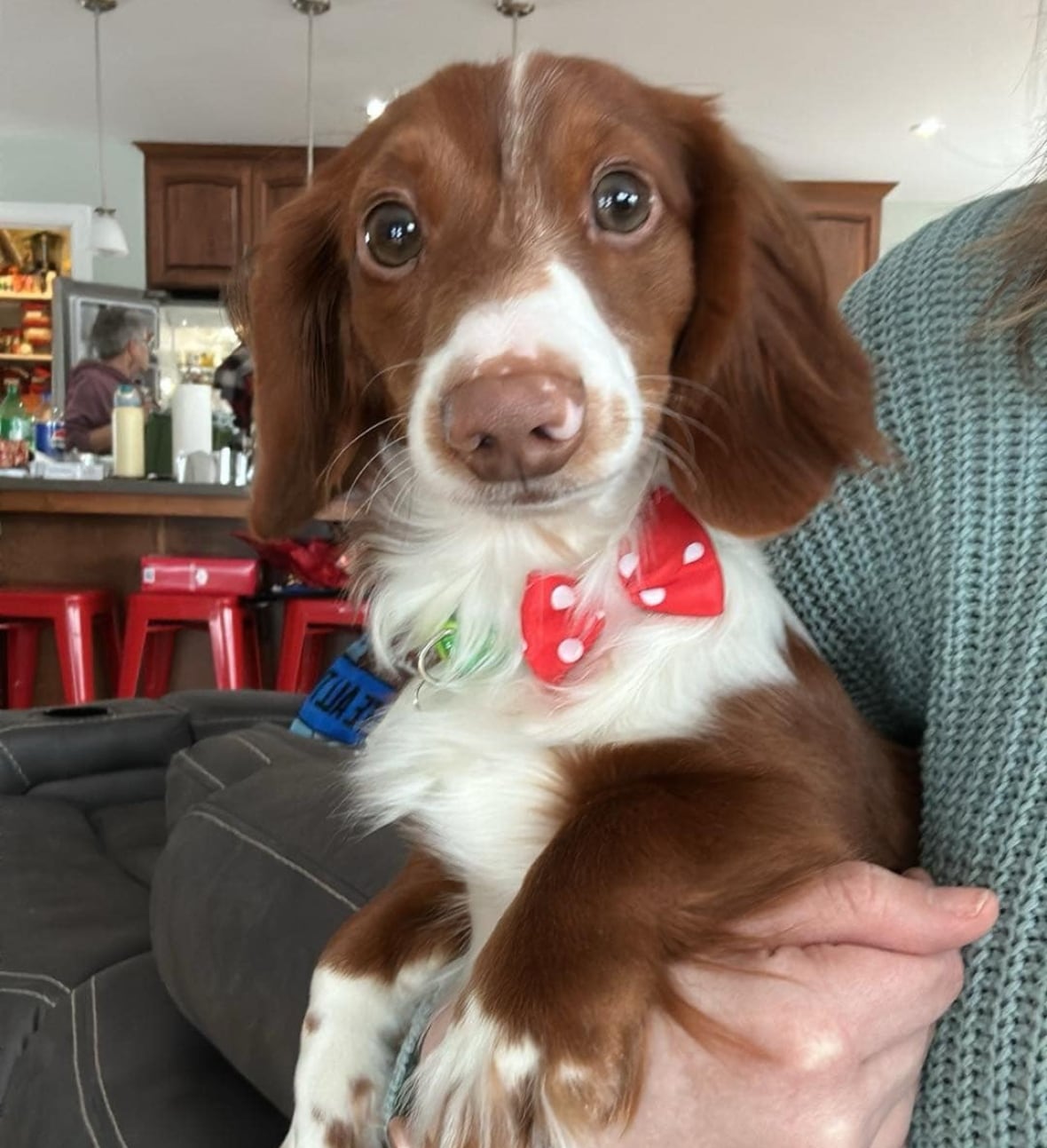 This dog braved 2 nights in the southern Labrador wilderness, and has been reunited with his family