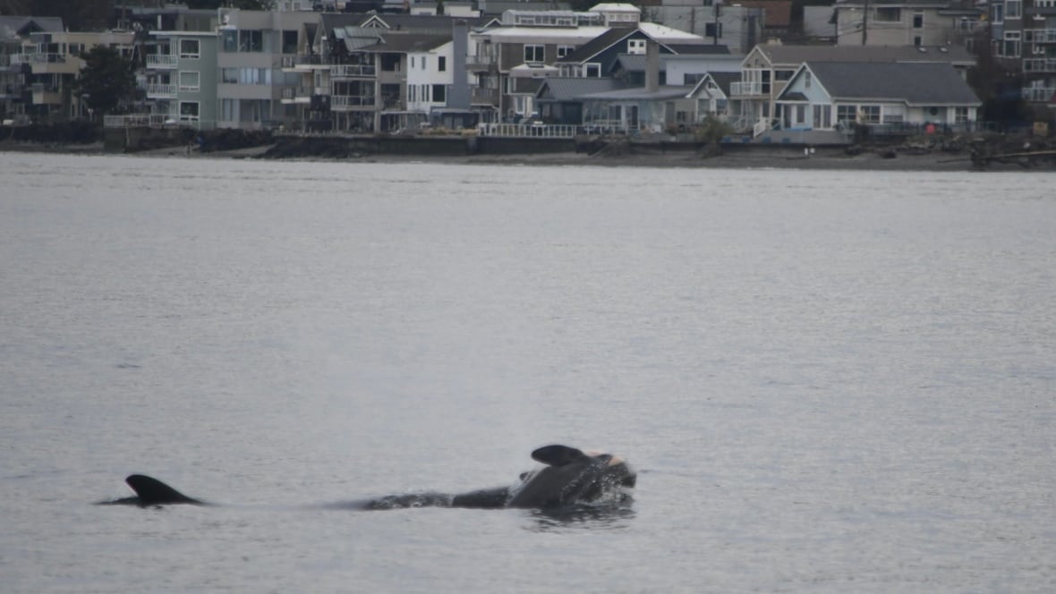 Famous orca mother carrying body of another dead calf in act of grief: researchers